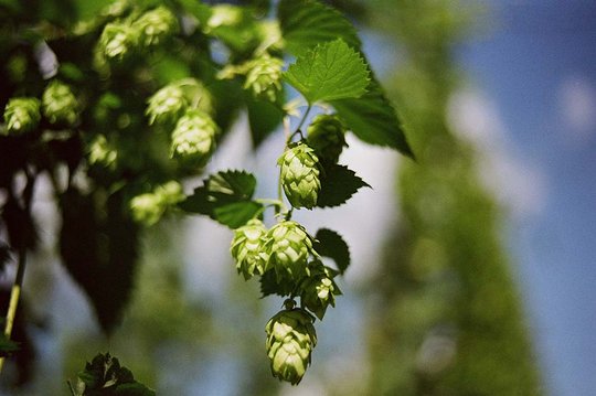 Hopfenpflanze